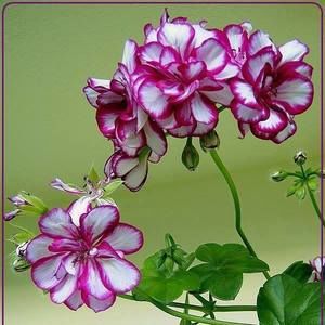 Meet your Posher, Odalis